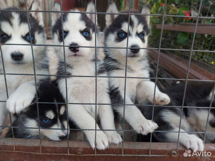 Щенки сибирской хаски