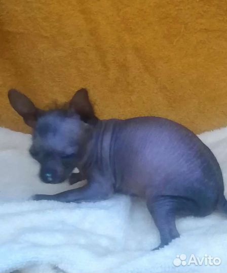 Голый мини парень