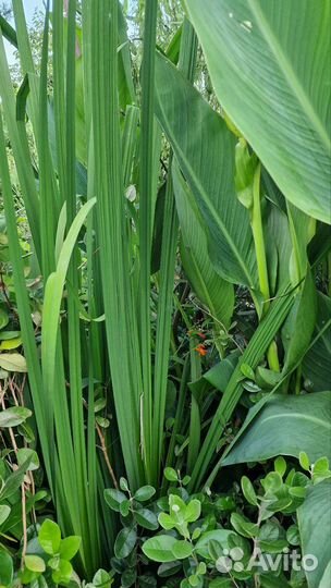 Ирис японский,карликовый и ирис болотный