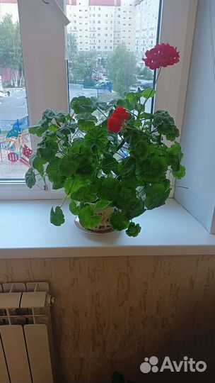 Герань в горшках