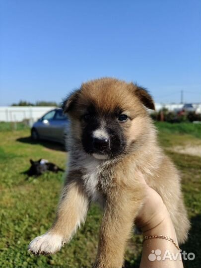 Щенки метисы немецкой овчарки
