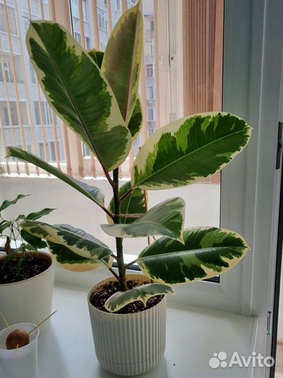 Фикус эластика тинеке