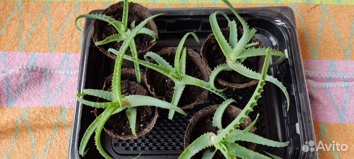 Алоэ столетник лечебный