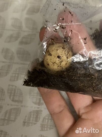 Глоксиния клубень ви-бранденбургский концерт