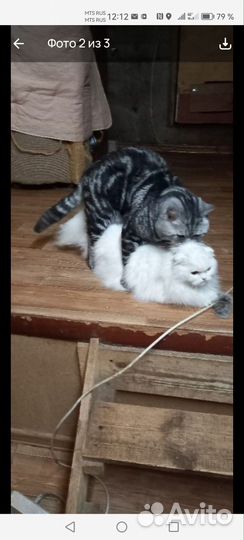 Шотландские вислоухие котята