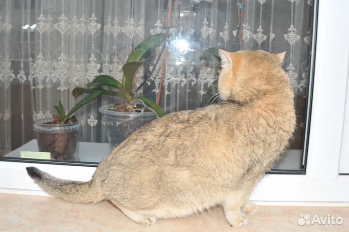 Вязка Martin Romeo Evelin Star