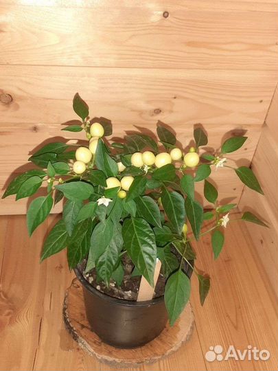 Перец декоративный острый съедобный