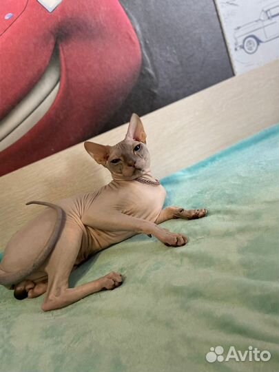 Донской сфинкс вязка