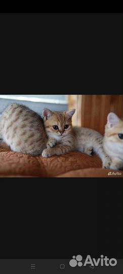 Шотланская кошка
