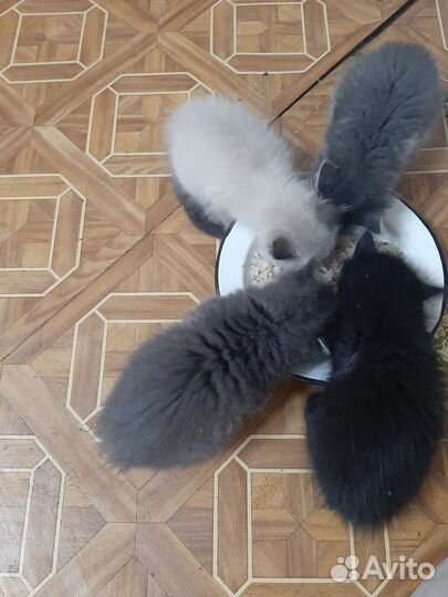 Котята в добрые руки бесплатно