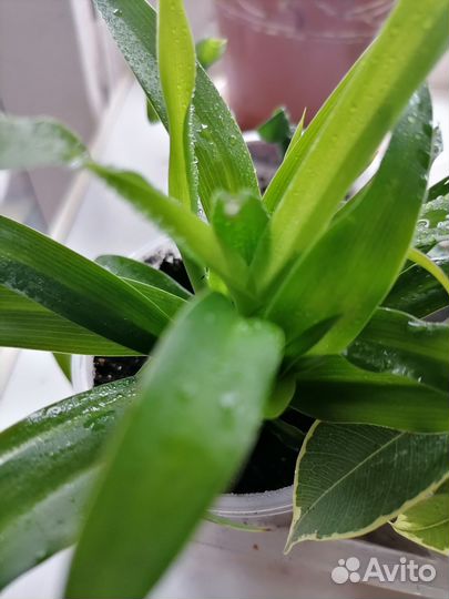 Комнатные растения