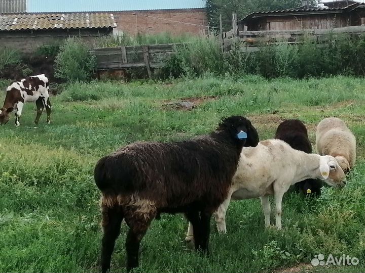 Баран на племя