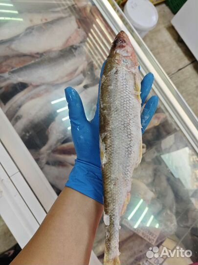 Корюшка северная крупная жирная