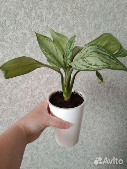 Аглаонема Silver Bay