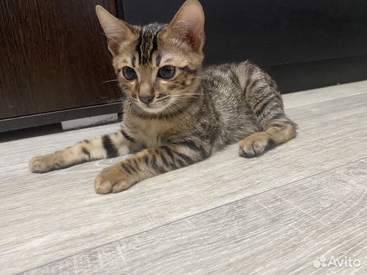 Бенгальские котята