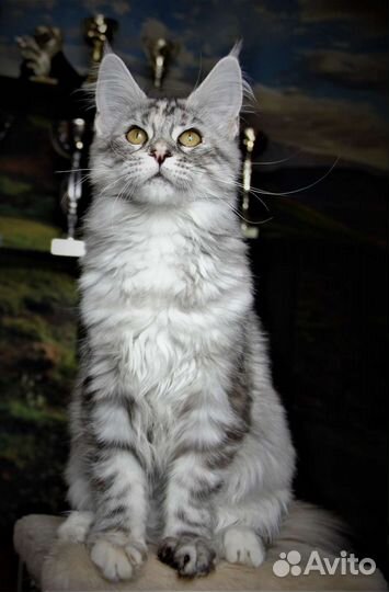 Кошки