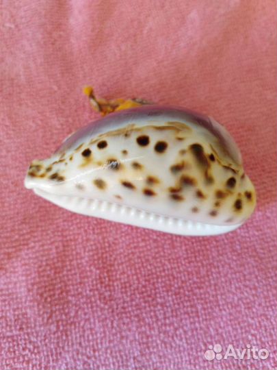 Раковина - каури 