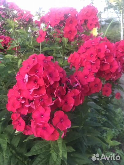 Флоксы,ромашка садовая