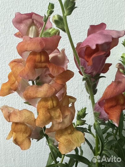 Рассада однолетних цветов