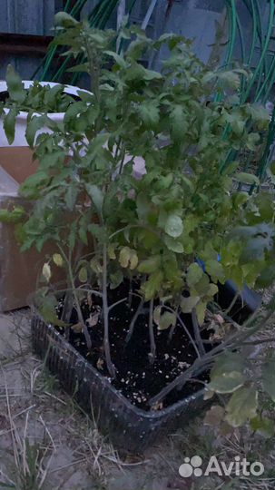 Рассада помидор