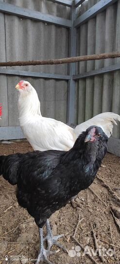 Чистопородные петушки