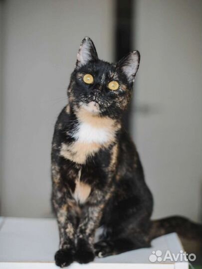 Кошка ищет дом