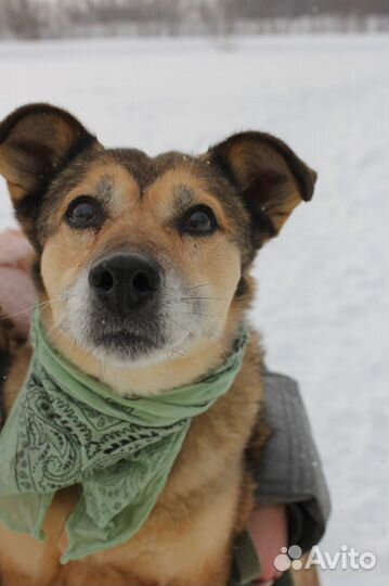 Классную собаку никто не замечает в приюте