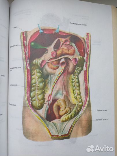 Энциклопедия народной медицины
