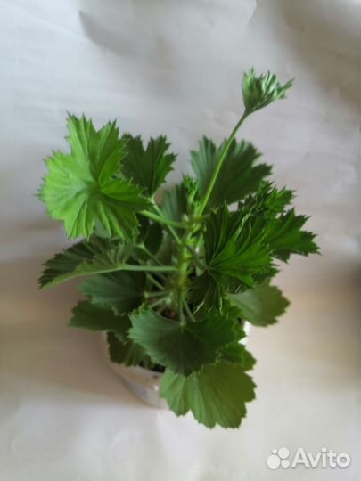 Пеларгония герань сортовая