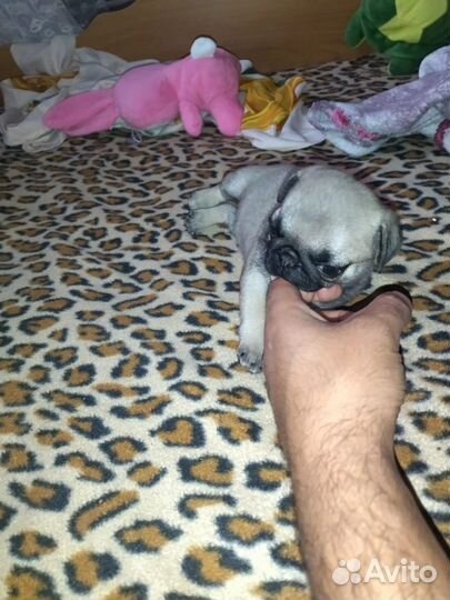 Щенки мопса