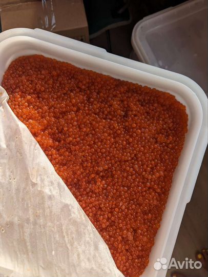 Красная икра 2023