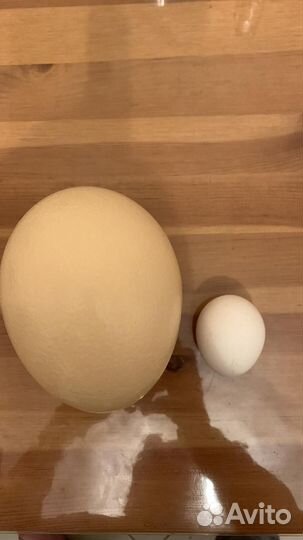 Страусиное яйцо