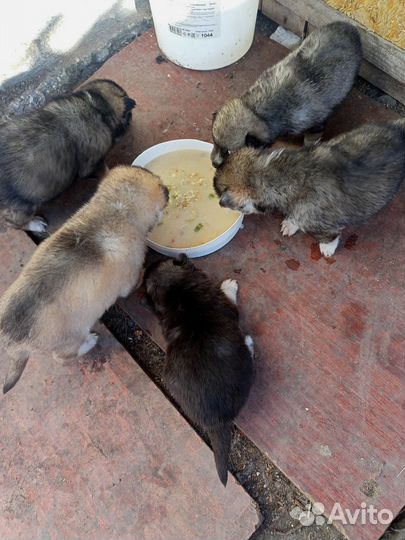 Щенки сибирской хаски