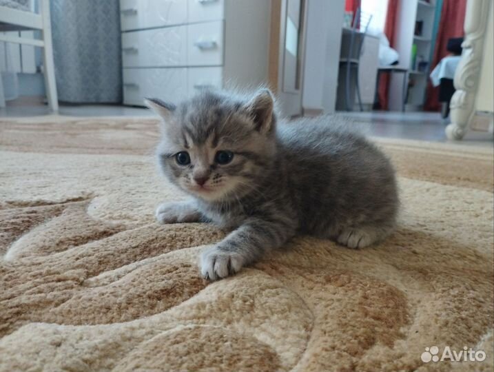 Шотландские котята
