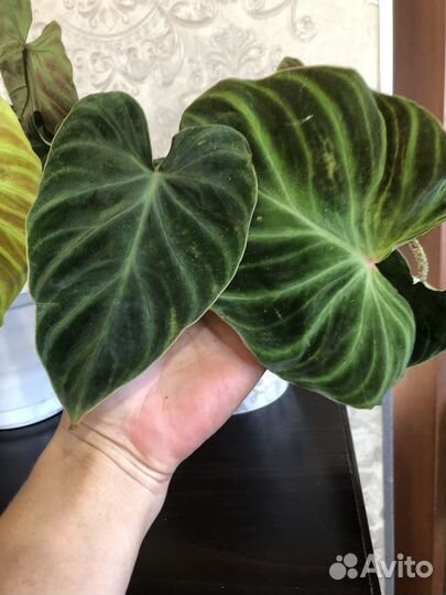 Филодедрон верукозум