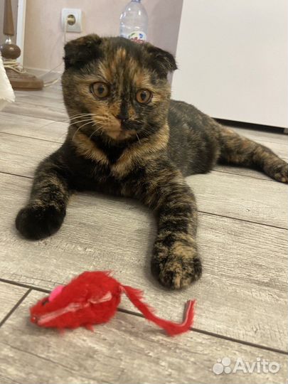 Кошка на вязку