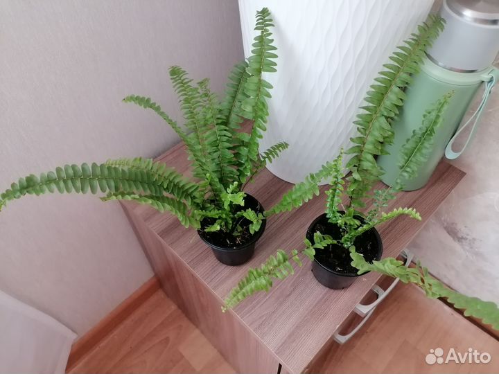 Комнатные цветы