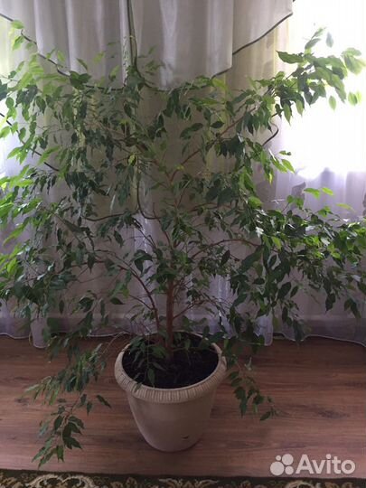 Фикус бенджамина