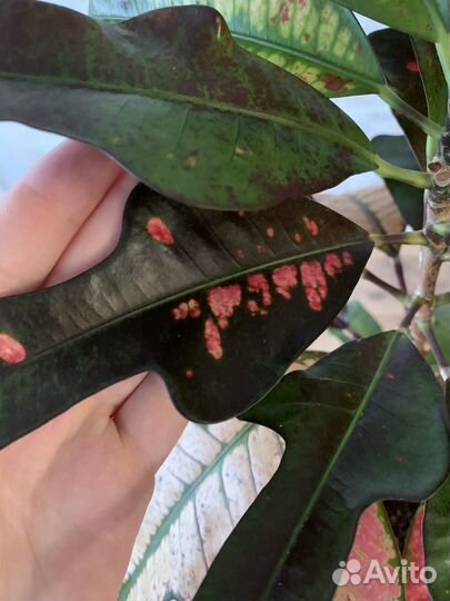 Кротон Вилма