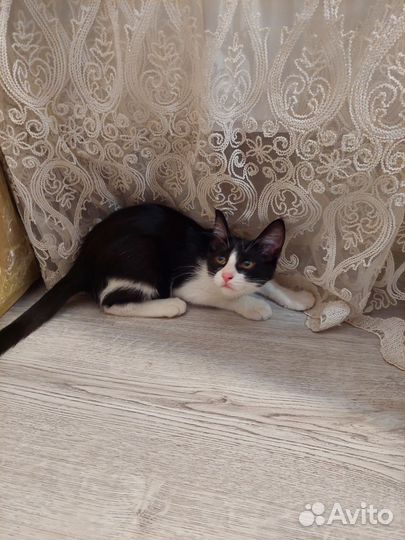 Котенок в дар бесплатно