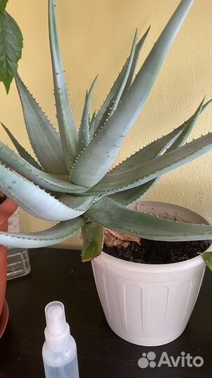 Алоэ (столетник) комнатное растение