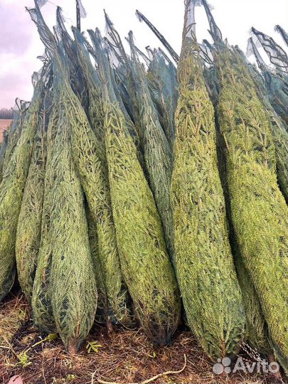 Ель новогодняя живая, оптом/розница