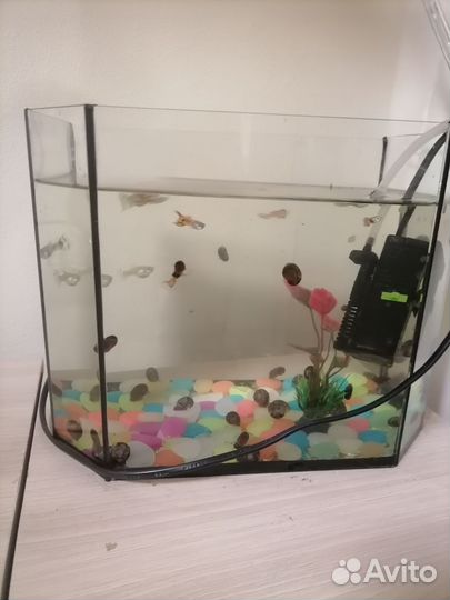 Аквариум+фильтр