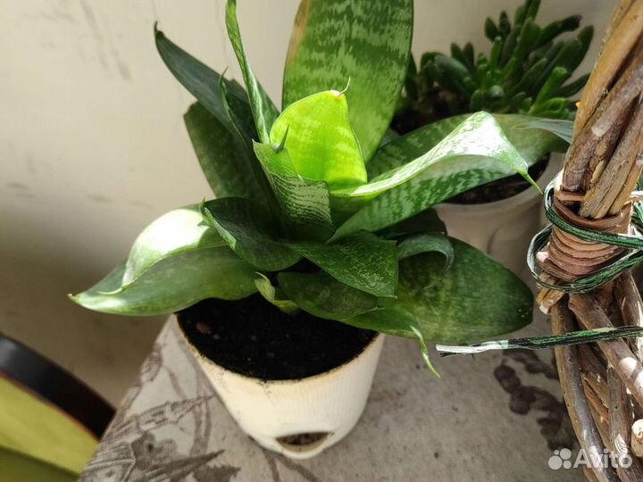 Сансевиерия