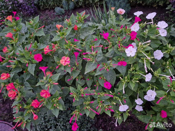 Мирабилис (ночная красавица) семена