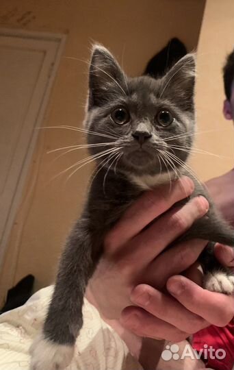 Британская кошка