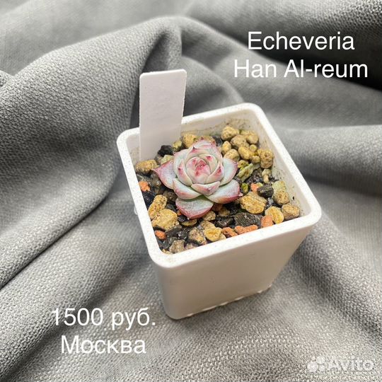 Суккуленты