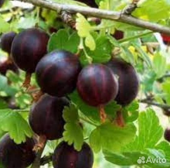 Крыжовник Северный капитан / Рассада крыжлвника