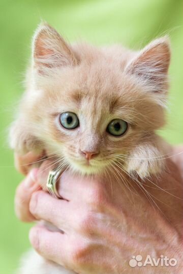Рыжий котенок мальчик, кот 2,5 месяца