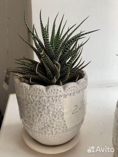 Кактусы и суккуленты